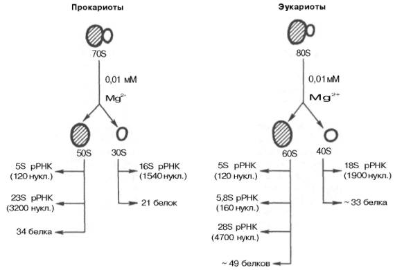 Компоненты рибосом прокариот и эукариот