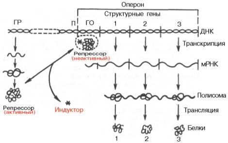 Регуляция синтеза белка путем индукции