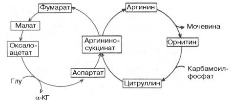 Велосипед Кребса