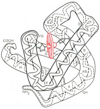 Модель третичной структуры молекулы миоглобина (по Дж. Кендрью)