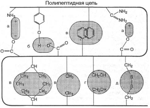 Типы нековалентных связей, стабилизирующих третичную структуру белка