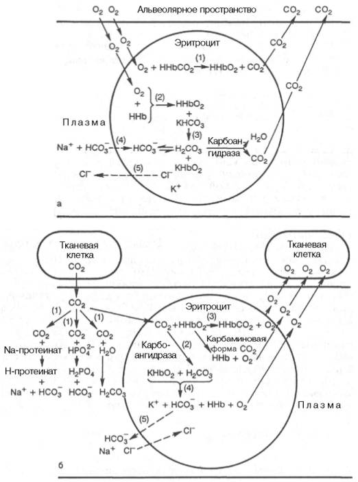 Роль системы плазма-эритроцит в дыхательной функции крови