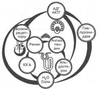 Регуляция реабсорбции в почке (схема по А.П. Зильберу)