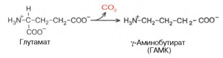 ГАМК образуется при декарбоксилировании глутамата в реакции, катализируемой глутаматдекарбоксилазой