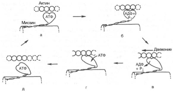 Биохимический цикл мышечного сокращения