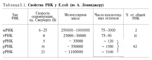 Свойства РНК у E.coli (по А.Ленинджеру)
