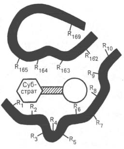Активный центр фермента (схема) (по Малеру и Кордесу)