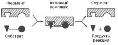 Образование нестойкого фермент-субстратного комплекса согласно теории Э. Фишера «ключ-замок»