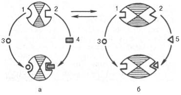 Взаимодействие алло-стерического фермента с субстратом и эффекторами