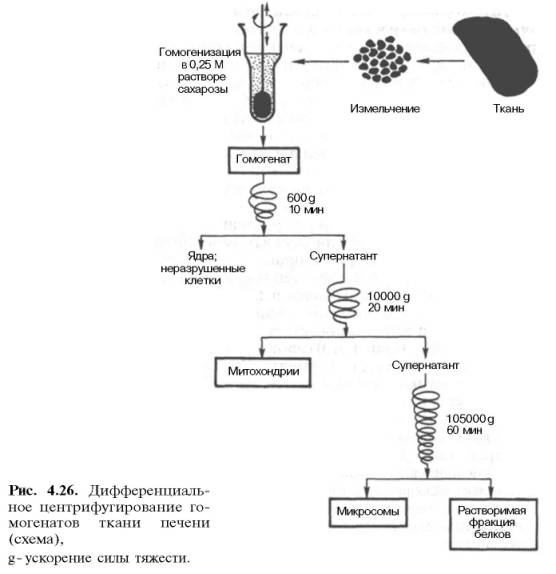 Дифференциальное центрифугирование гомогенатов ткани печени