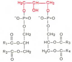 Кардиолипин