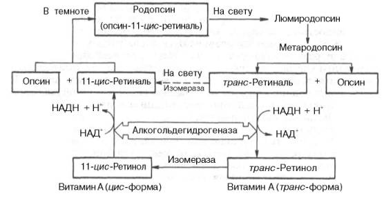 Цикл превращений родопсина в сетчатке глаза на свету и в темноте (схема)