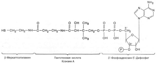 Коэнзим А (КоА)