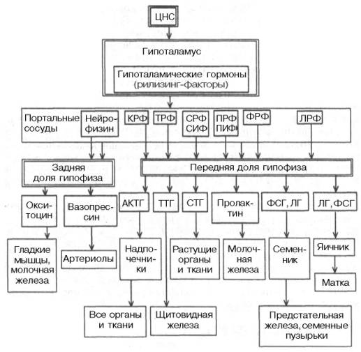 Регуляция гормонами биологических функций отдельных органов, тканей и всего организма в целом