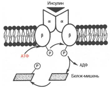 Инсулиновый рецептор