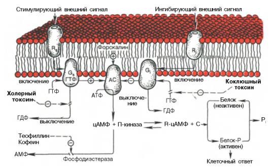 Трансмембранная передача информации с участием аденилатциклазы (АС) и ГТФ-связывающих белков