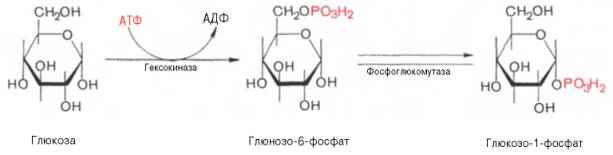 Глюкоза подвергается фосфорилированию при участии фермента гексокиназы, а в печени – и глюкокиназы. Далее глюкозо-6-фосфат под влиянием фермента фосфоглюкомутазы переходит в глюкозо-1-фос-фат