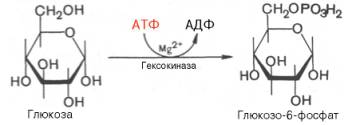 Первой ферментативной реакцией гликолиза является фосфорилирование, т.е. перенос остатка ортофосфата на глюкозу за счет АТФ. Реакция катализируется ферментом гексокиназой