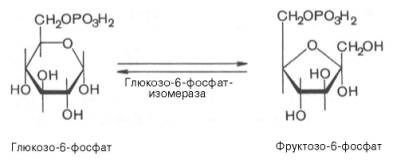 Второй реакцией гликолиза является превращение глюкозо-6-фос-фата под действием фермента глюкозо-6-фосфатизомеразы во фруктозо-6-фосфат