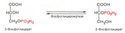 Восьмая реакция сопровождается внутримолекулярным переносом оставшейся фосфатной группы, и 3-фосфоглицериновая кислота превращается в 2-фосфоглицериновую кислоту (2-фосфоглицерат)