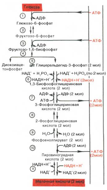 Последовательность реакций гликолиза