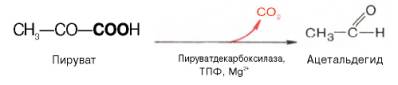 В дрожжевых клетках (спиртовое брожение) пируват вначале подвергается декарбоксилированию, в результате чего образуется ацетальдегид. Данная реакция катализируется ферментом пируватдекарбоксилазой, который требует наличия ионов Mg и кофермента (ТПФ)
