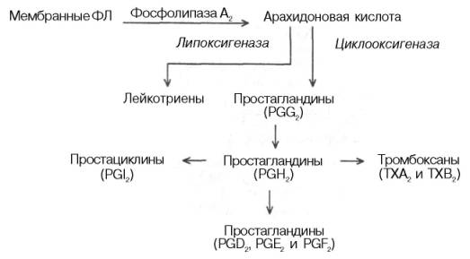 Участие арахидоновой кислоты в образовании эйкозаноидов (по А.Н. Климову и Н.Г. Никульчевой)