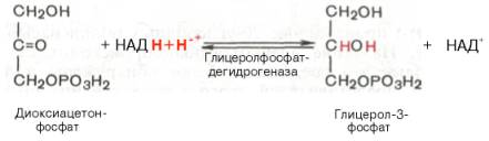 Дигидроксиацетонфосфат в присутствии цитоплазматической глицерол-3-фосфатдегидрогеназы способен превращаться в глицерол-3-фосфат