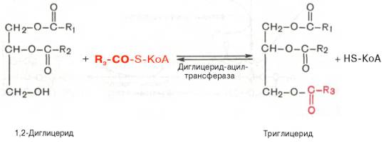 Образование триглицерида из 1,2-диглицерида