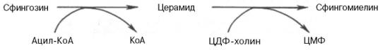 Интермедиатом в биосинтезе сфингомиелина является церамид (N-ацилсфингозин), который образуется при взаимодействии сфингозина с ацил-КоА. Сфингомиелин синтезируется в результате взаимодействия (реакции) церамида с ЦДФ-холином
