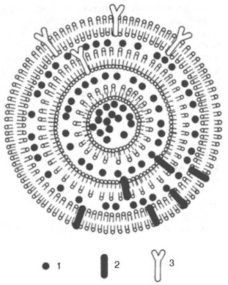 Модель многослойной липосомы с инкапсулированными водо- и жирорастворимыми препаратами (по Грегориадису)