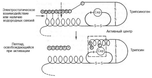 Механизм активации трипсиногена быка