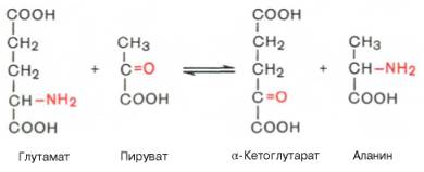 Добавлении к гомогенату мышц глутаминовой и пировиноградной кислот образуются alpha-кетоглутаровая кислота и аланин без промежуточного свободного аммиака; добавление аланина и alpha-кетоглутаровой кислоты приводит к образованию соответственно пировиноградной и глутаминовой кислот