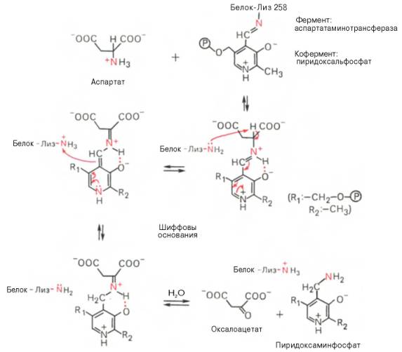 Механизм действия пиридоксальфосфата в аспартатаминотрансферазе