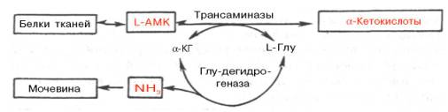 Центральная роль трансаминаз L-аминокислот и глутаматдегидрогеназы в биосинтезе и распаде аминокислот в тканях животных