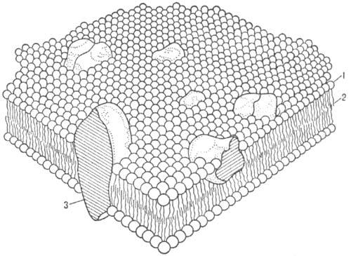 Мозаичная модель клеточной мембраны