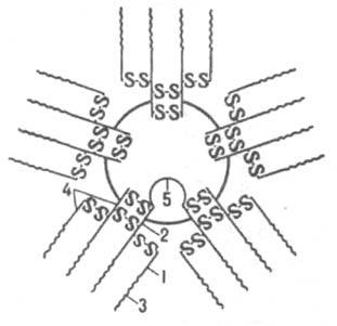 Упрощенная схема строение иммуноглобулина