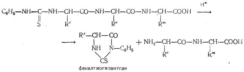 Концевые аминокислоты. N И C концевые аминокислоты. Фенилтиогидантоин. N концевая аминокислота. Фенилизотиоцианат с аминокислотами.