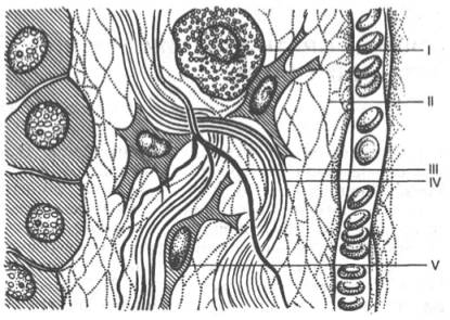 Строение соединительной ткани (схема по А.И. Слуцкому)